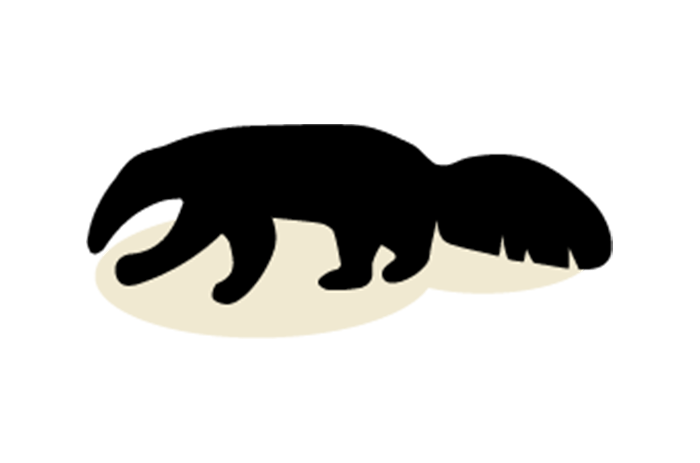 Anteater