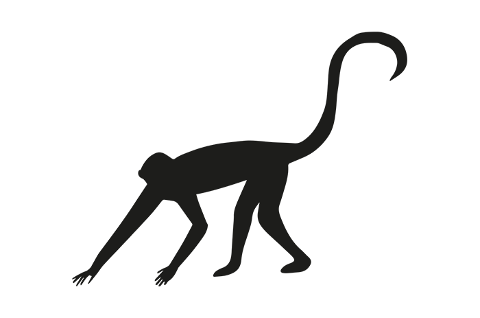 Spider monkey