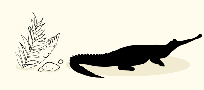 Gharial, India