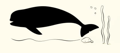 Yangtze Finless Porpoise, China